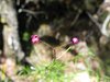 Apocynaceae-asclep., Baroniella capillaceae
